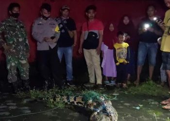 Warga Amankan Buaya yang Terperangkap Jaring Ikan di Pantai Harapan Tanggamus