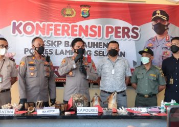 Penampakan Kepala dan Kulit Harimau Sumatera yang Gagal Diselundupkan