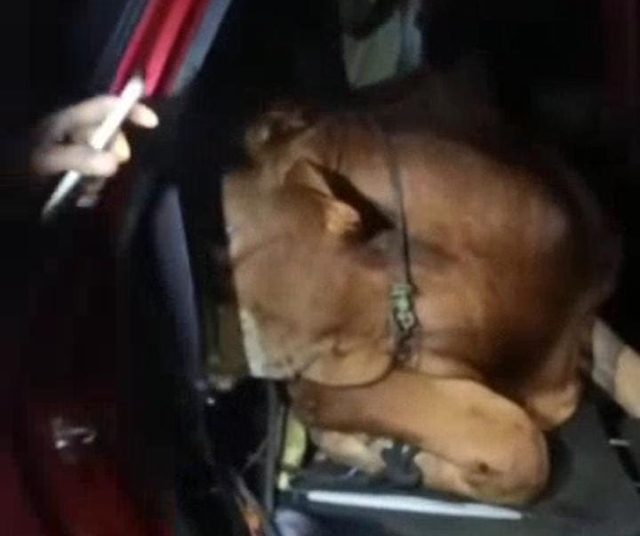 Anak dan Ayah di Lampung Kompak Curi Sapi Pakai Mobil Pribadi