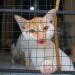 Perjuangan Komunitas Keluarga Kucing Lampung Selamatkan Kucing yang Terlantar