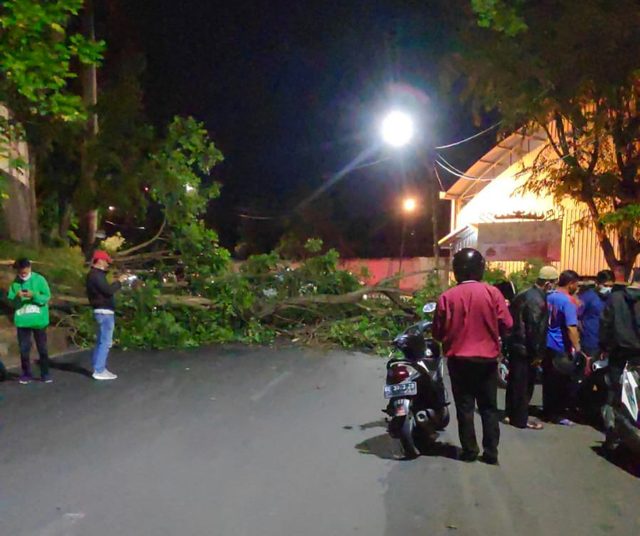 Tumbang, Pohon di Dekat Stadion Pahoman, Bandar Lampung, Timpah Pengendara