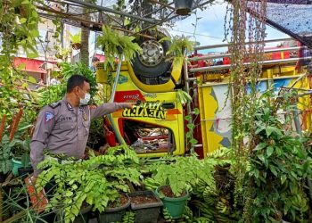 Jalan Miring, Truk Muatan Pisang Terguling Timpa Tanaman Bunga di Bandar Lampung