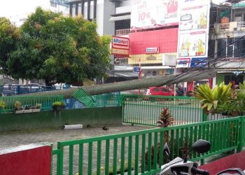 Pohon Palem Roboh di Jalan Ahmad Yani, Kota Bandar Lampung