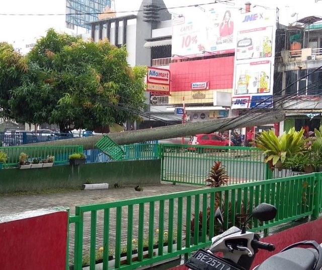 Pohon Palem Roboh di Jalan Ahmad Yani, Kota Bandar Lampung