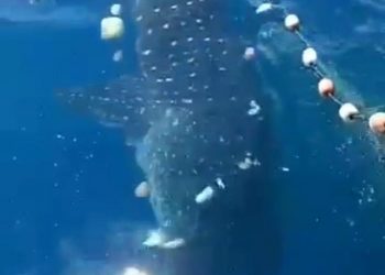 Viral Video Nelayan Lampung Selamatkan Hiu Paus Terdampar