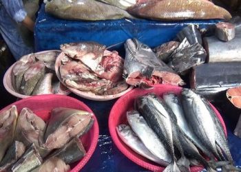 Cuaca Buruk, Harga Ikan Laut di Pasar Gudang Lelang, Lampung, Alami Kenaikan