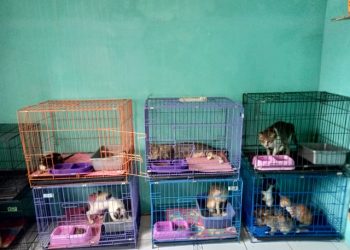 Komunitas Keluarga Kucing Lampung Butuh Bantuan untuk Hidup Para Kucing Telantar