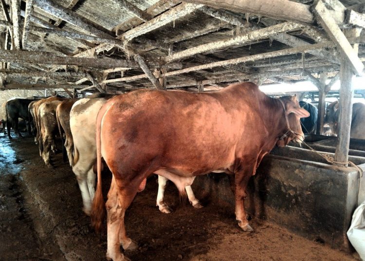 Bandar Lampung Zero Kasus PMK, Ini Syarat Jika Ingin Bawa Ternak ke Dalam Kota