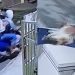 Waspada! 3 Pria Maling Kucing Persia di Bandar Lampung Terekam CCTV