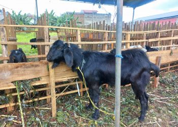 Pedagang Kambing di Bandar Lampung Bingung, H-5 Idul Adha Pembeli Masih Sepi