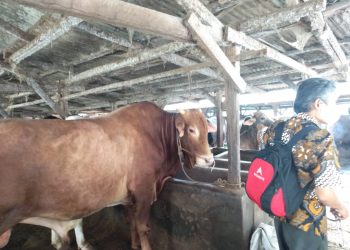 Masyarakat Lampung Tak Perlu Khawatir, Ini Hukum Berkurban dengan Hewan PMK