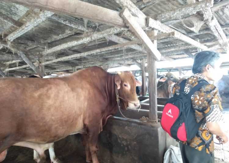 Masyarakat Lampung Tak Perlu Khawatir, Ini Hukum Berkurban dengan Hewan PMK