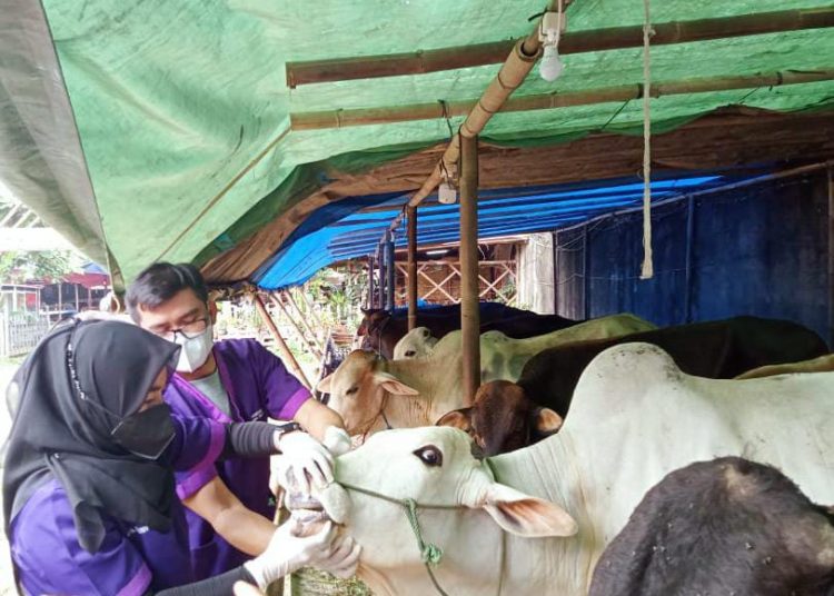 Tim Satgas Bandar Lampung Temukan Kambing Demam pada Saat Lakukan Sidak