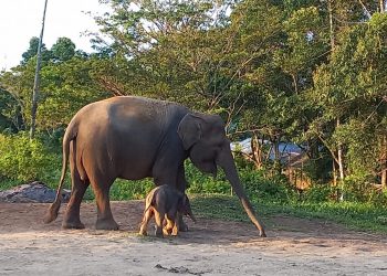 Ini Anak Mega, Bayi Gajah yang Lahir di Lembah Hijau, Lampung