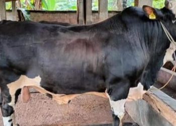 Sapi Milik Peternak Muda Asal Kota Metro Lampung Dibeli Presiden RI Joko Widodo