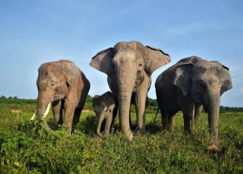 Wisata Taman Nasional Way Kambas Segera Buka Kembali dengan Konsep yang Baru