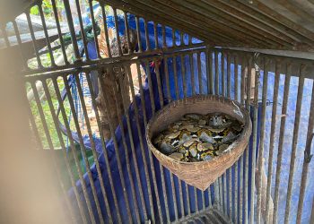 Warga Bandar Lampung Kaget, Ada Ular di Dalam Kandang Burung