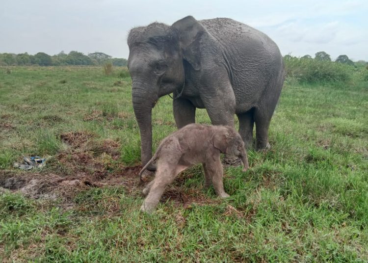 Usai Lahir Bayi Badak Sumatera, Bayi Gajah Sumatera juga Lahir di Way Kambas
